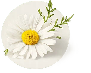 Chamomile